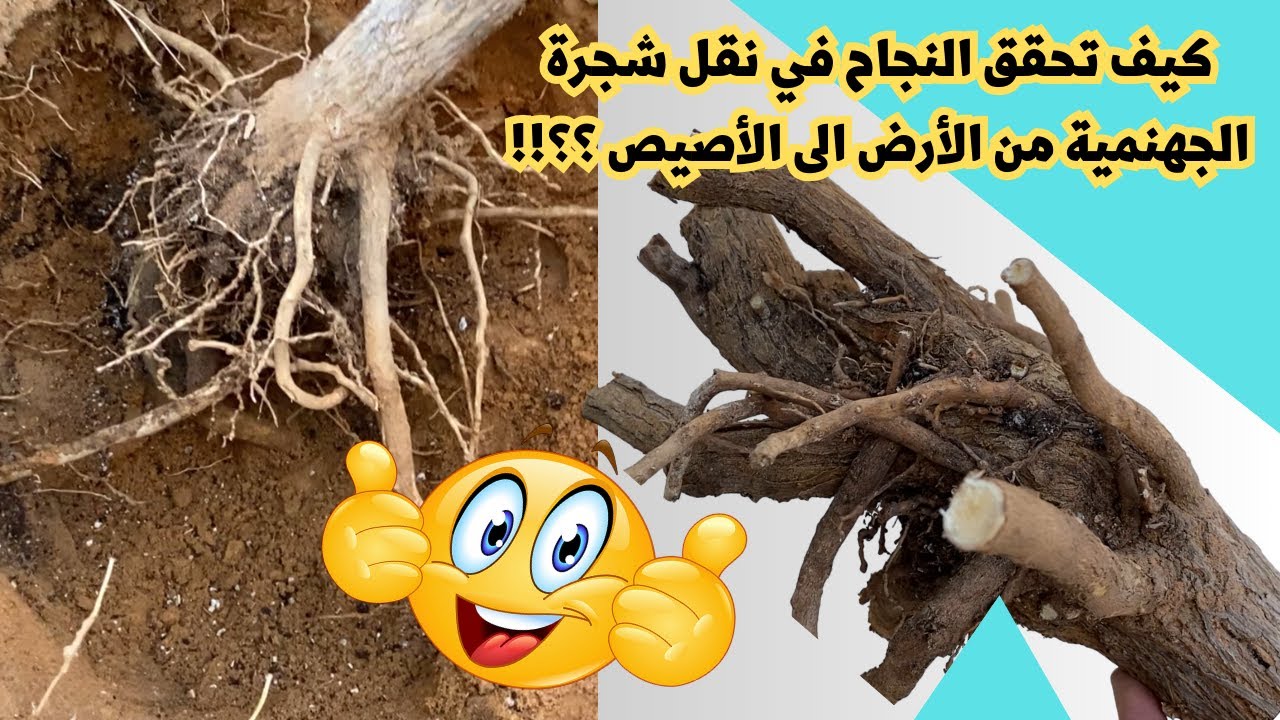 كيف تنقل شجرة الجهنمية من الأرض الدائمة الى أصيص؟ وموعد النقل المناسب