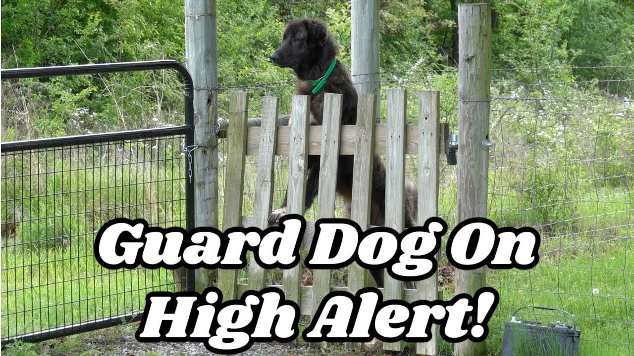 GUARD DOG LEESKE WAS ONLY TRYING TO PROTECT US!