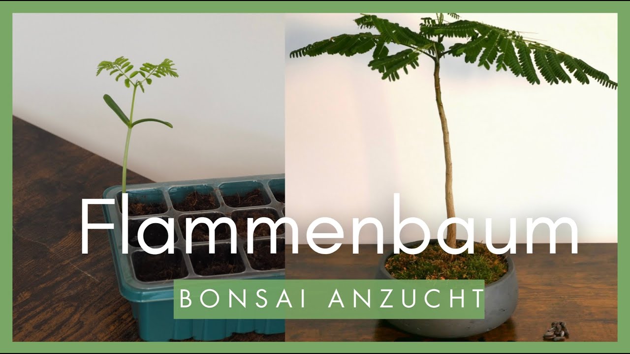 Bonsai Anzucht Flammenbaum🌳