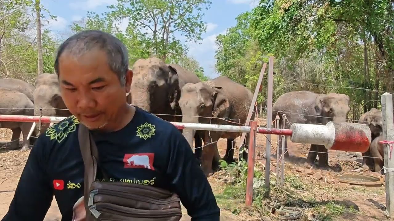 มาให้อาหารช้างป่าซับลังกา