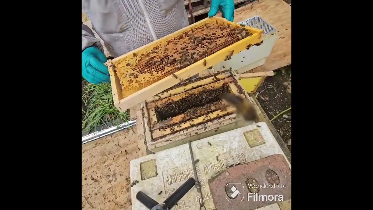 It's my first Honeybee swarm of the season! 20/4/24