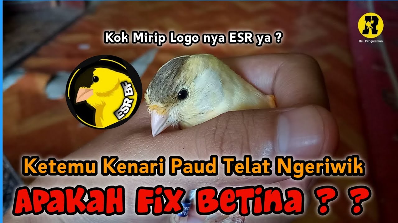 Kenapa Kenari Paud Telat Ngeriwik
