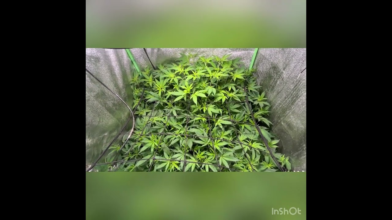 Mac 1 kush mints +new strain test