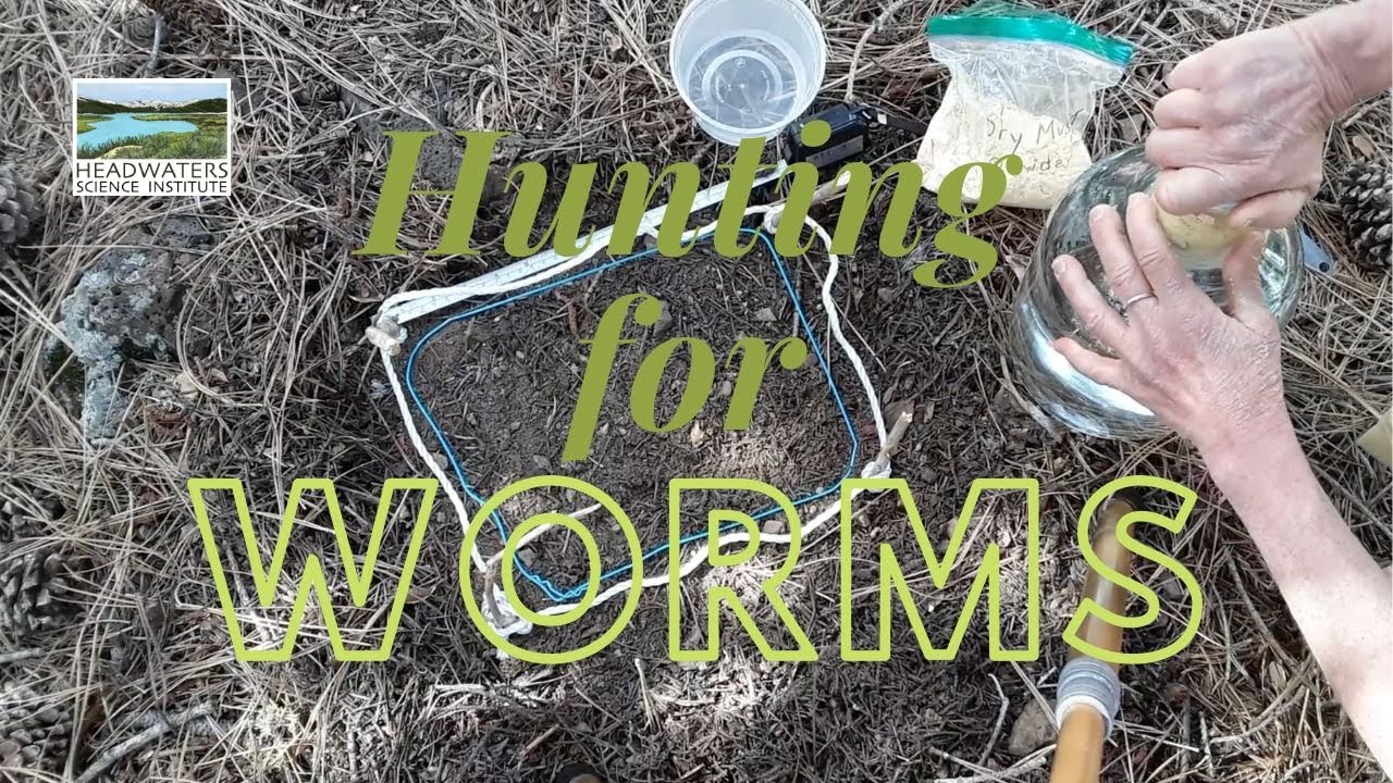 Weekly Science Challenge #7: Mustard worm extraction