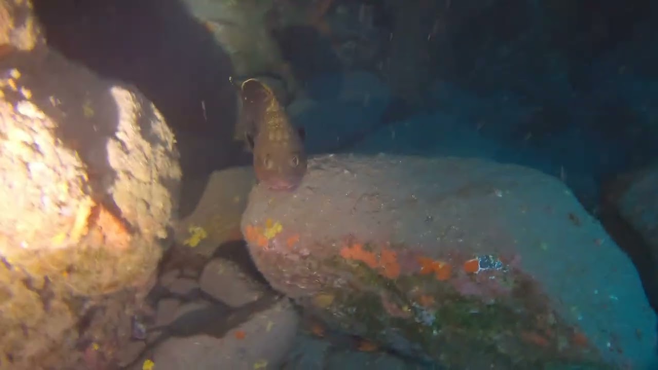 20250822  Buceo en Añaza