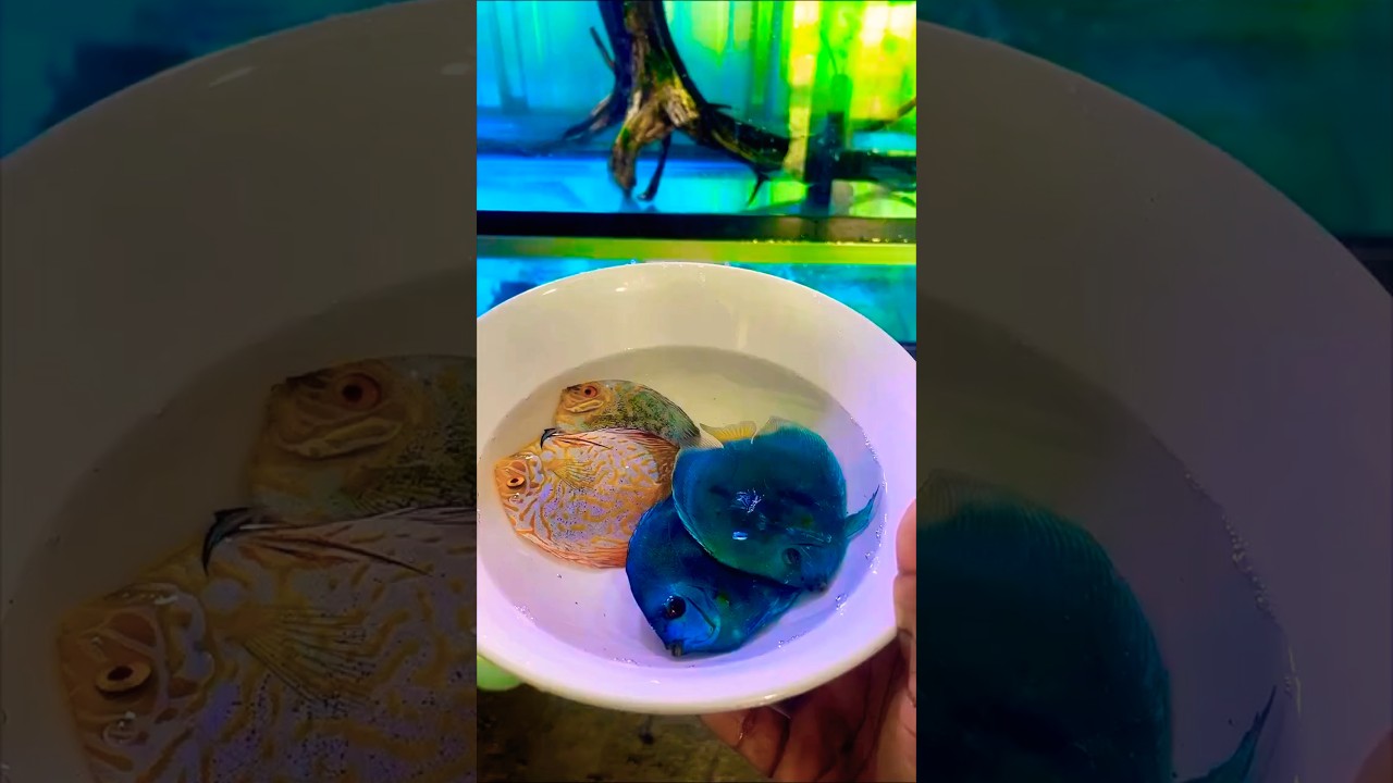 Stunning Discus Fish Tank Setup ✨ #shorts #aquarium #breeding #discus