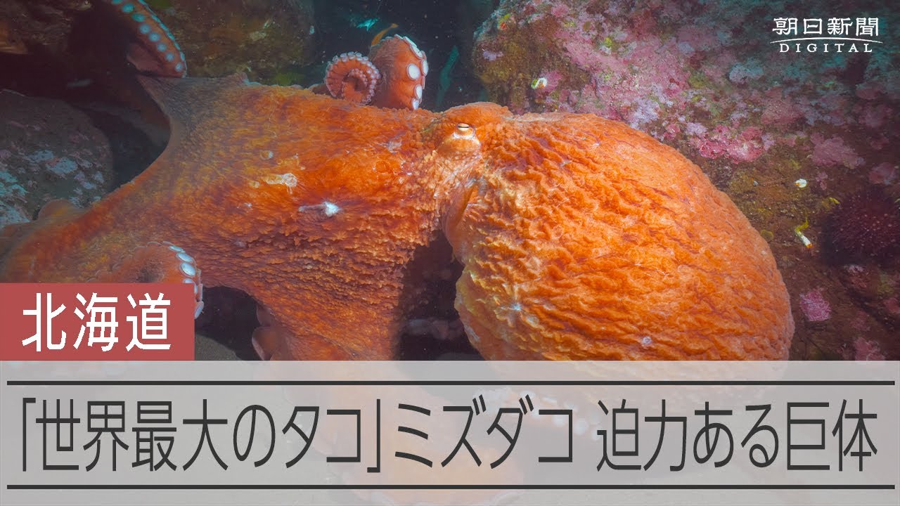 「世界最大のタコ」ミズダコ、腕を広げると3メートル超　羅臼沖の巨大ミズダコ
