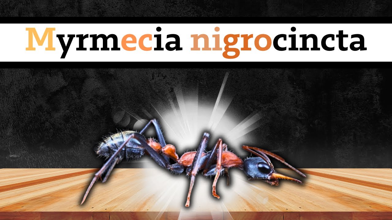 Arrivée d'une fourmi légendaire dans mon élevage - Myrmecia nigrocincta