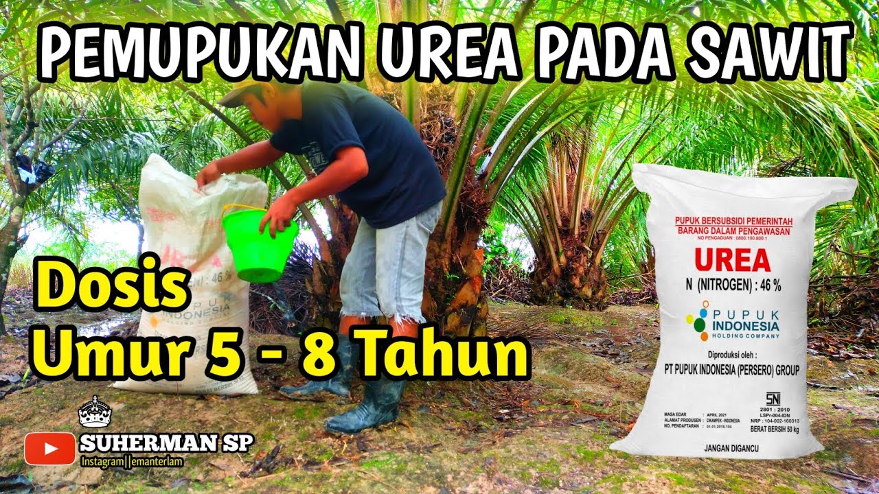 Pemupukan Urea Pada Sawit umur 5 sampai 8 Tahun