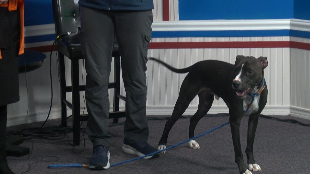 Tail-wagger Wednesday with Capone
