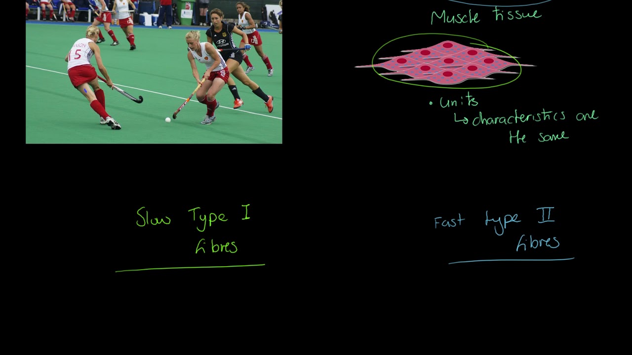 WJEC/EDUQAS GCSE PE - Muscle Fibre Types