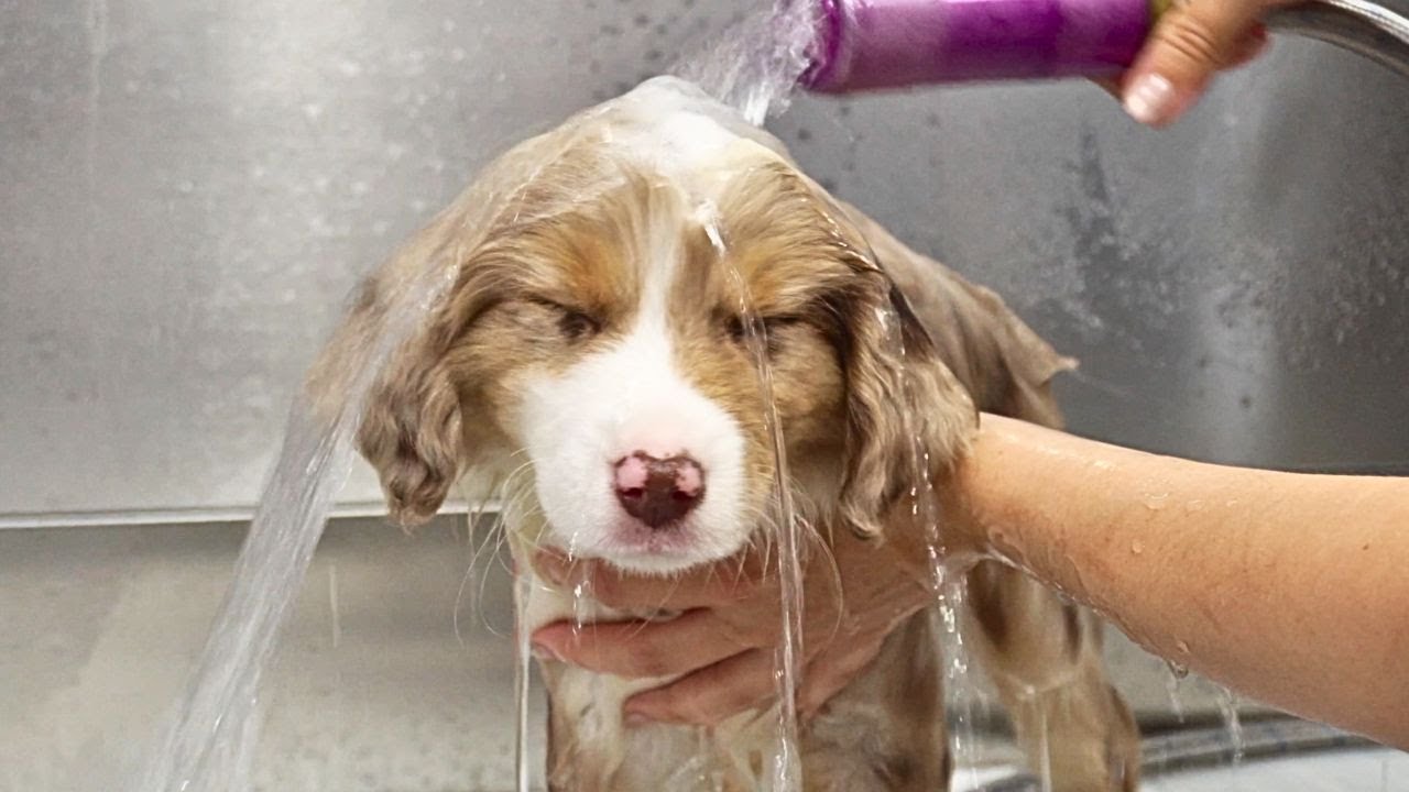 Baby animals get their first bath 🥹 | Puppies & Kittens