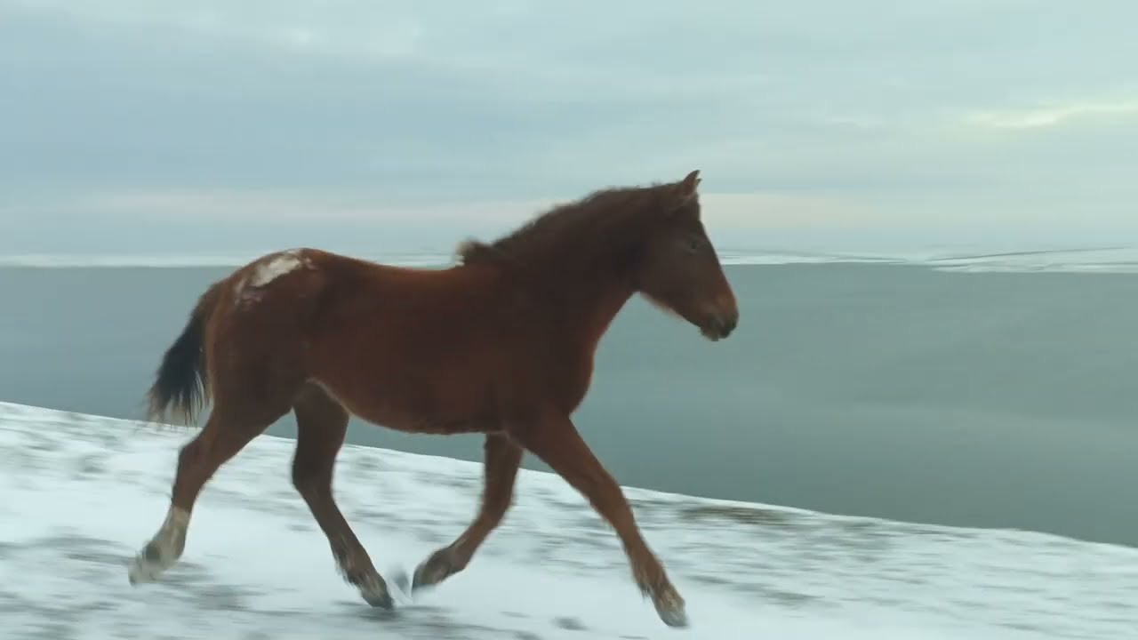 Foal 🐴 gallops behind on snowy road above a lake / Жеребёнок 🐎 скачет сзади по заснеженной дороге
