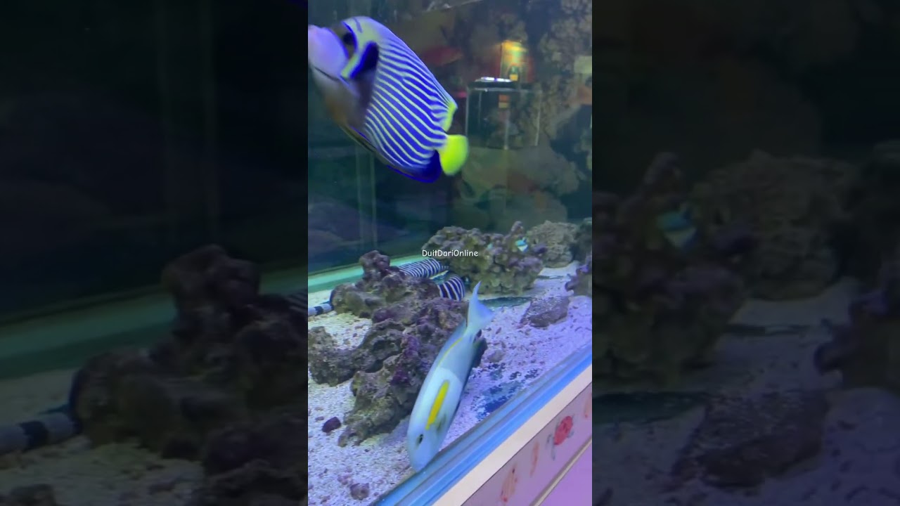 Pusat Ikan Hiasan Port Dickson