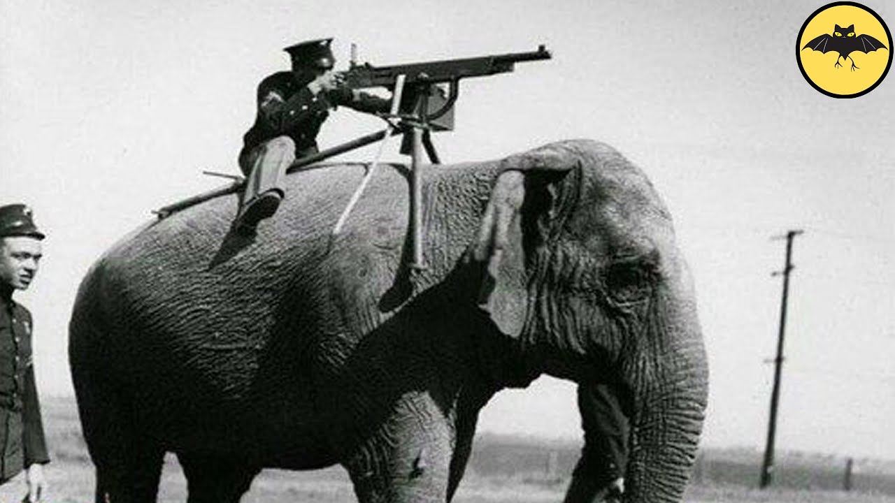 The 5 Most Unusual Animals Used In War.