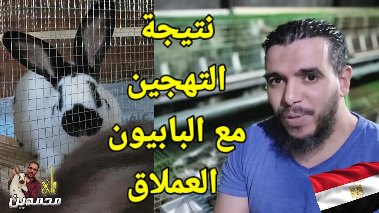 نتيجة تهجين البابيون العملاق العمر والميزان شوف الارانب وقول رأيك 💯🌹