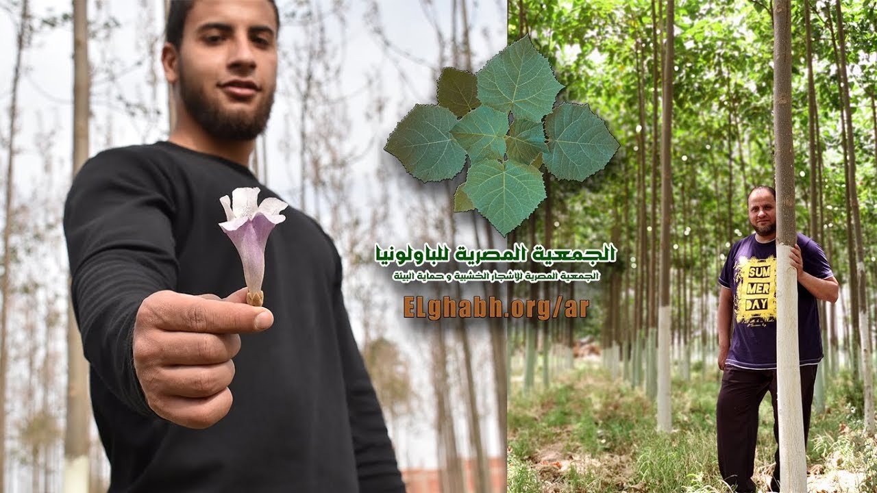 مزرعة باولونيا عرابي عمر 3 سنوات من يوم الزراعة