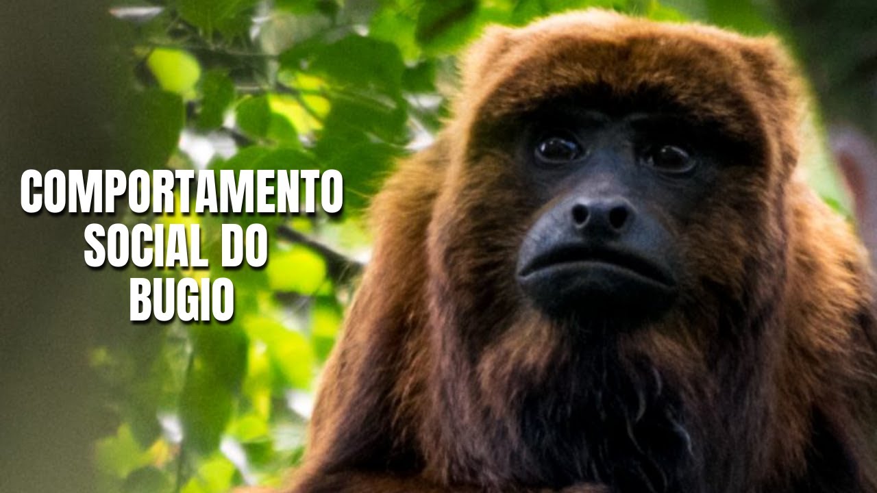 Comportamento social do bugio - Série Conectando Biodiversidade