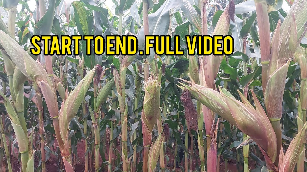 STEP BY STEP DETAILS TO ACHIEVING 71 BAGS PER ACRE DRY MAIZE. FULL VIDEO ON DEMO FARM