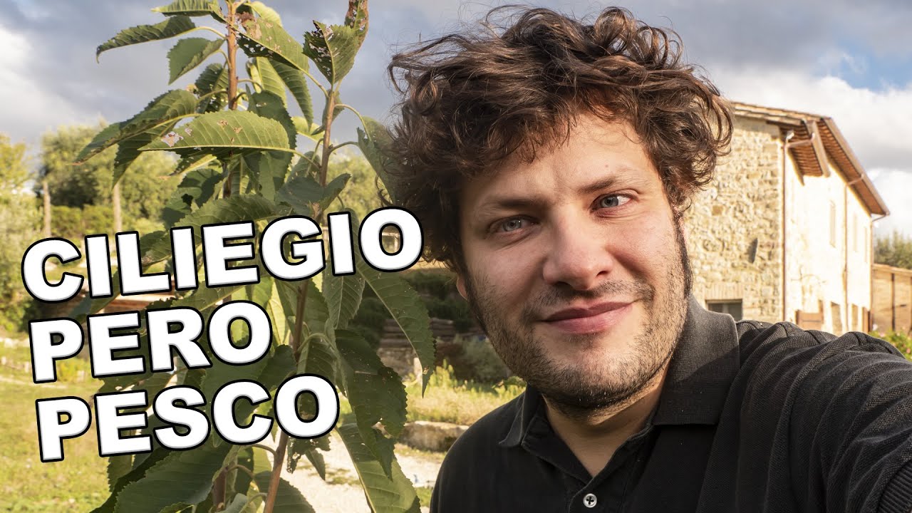 Ciliegio, pero, pesco. 2 anni dal trapianto