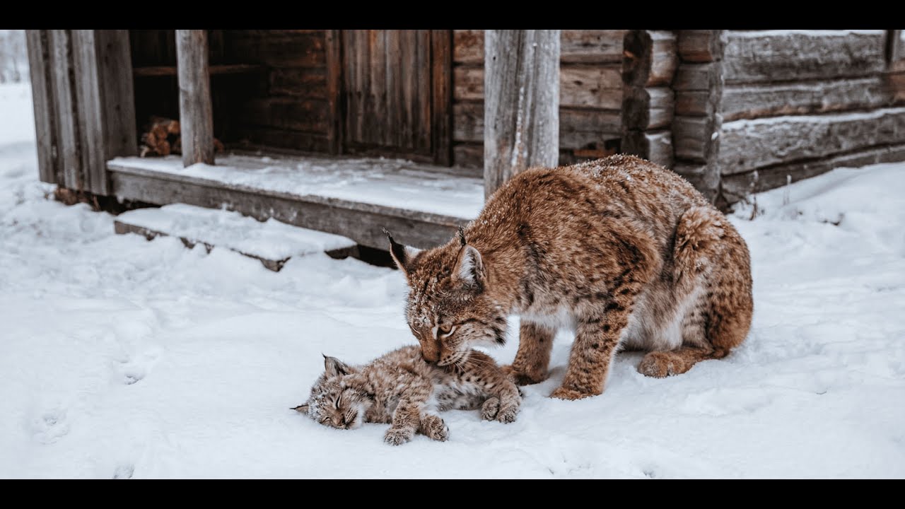 The Ghost of the Forest: A Mother Lynx Trusts a Human Stranger with Her Dying Cub.