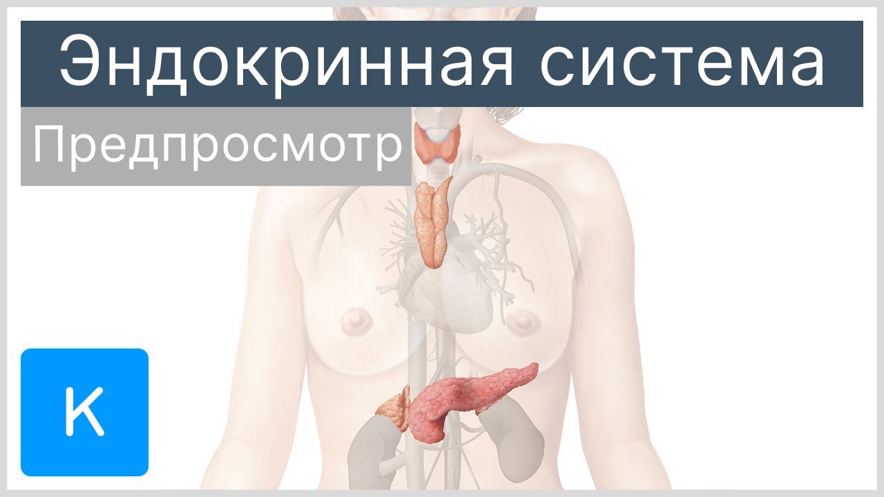 Эндокринная система (предпросмотр) - Анатомия человека |&nbsp;Kenhub