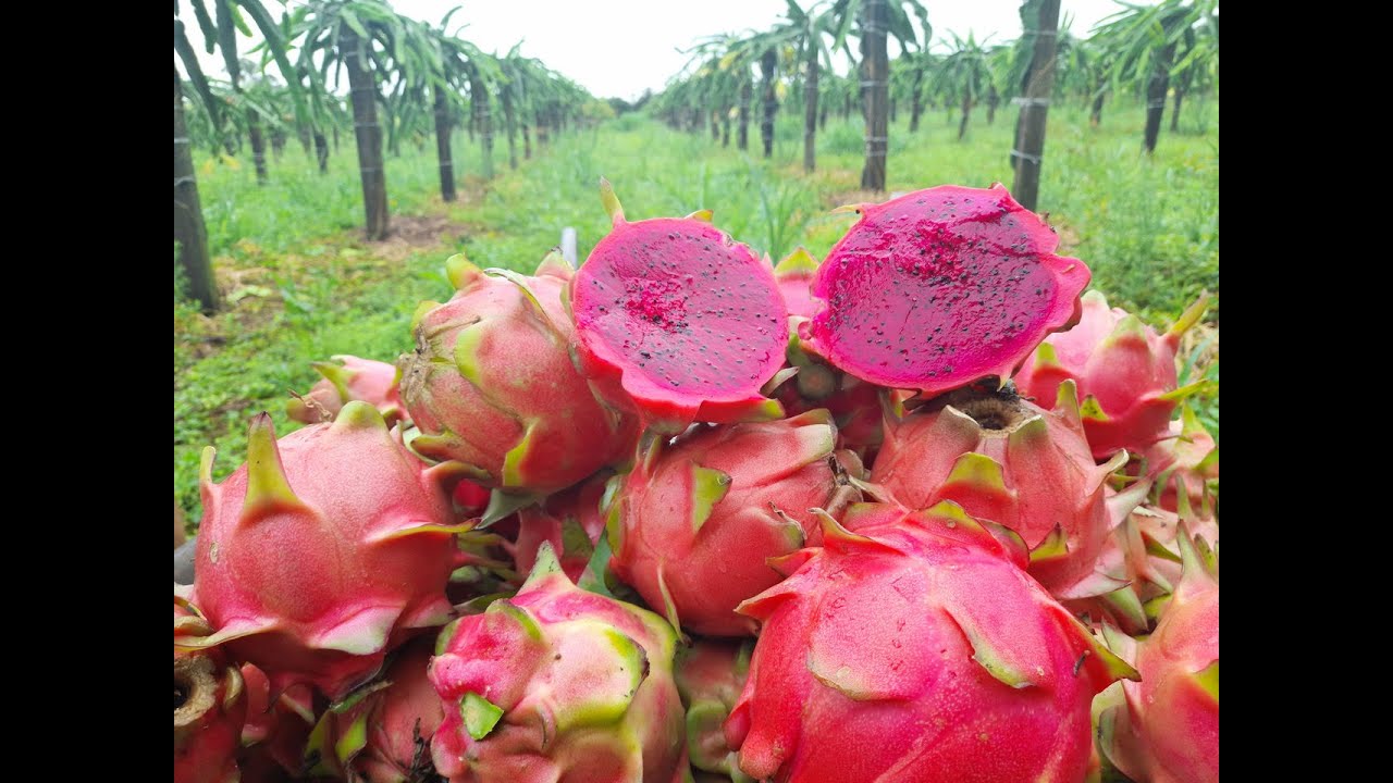 Colheita da Pitaya Catarina - Safra 2020/21
