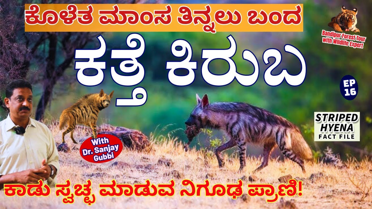 🔥'ಕೊಳೆತ ಪ್ರಾಣಿ ತಿಂದು ಕಾಡು ಸ್ವಚ್ಛ ಮಾಡಲು ಬಂದ ಕತ್ತೆ ಕಿರುಬ!Stiped Hyena!🔥!-E16-Dr.Sanjay Gubbi-Bandipur