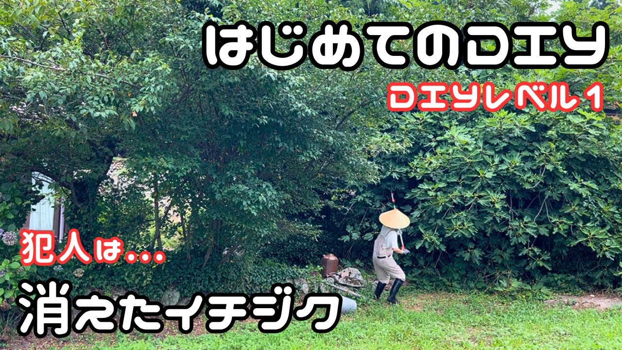 #6【独身女と保護犬】DIYレベル1からのスタート｜消えたイチジクの行方は…？【田舎暮らし】