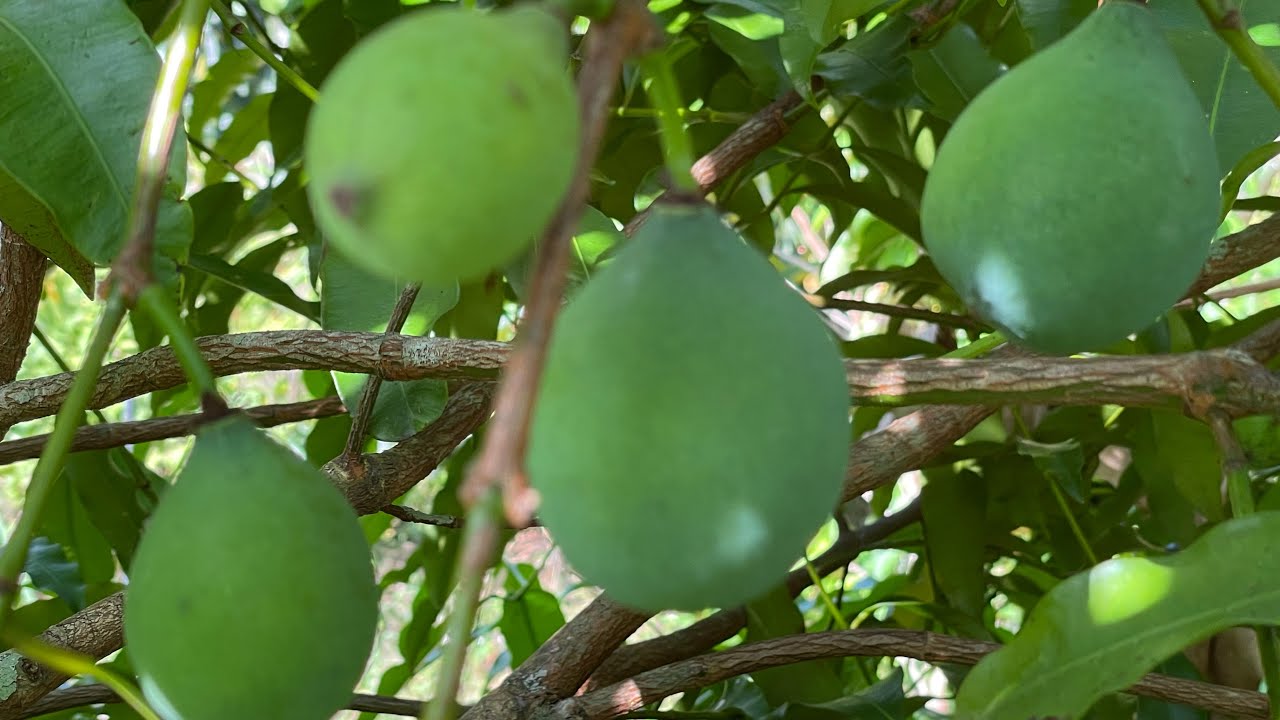 Florida Grown Certified Organic Achachairu Fruit & 3 Other Fruiting Garcinias May 30, 2022