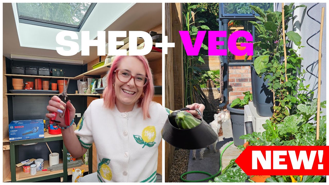 DIY garden shed makeover progress! + homegrown veg picking! 🍅🍆