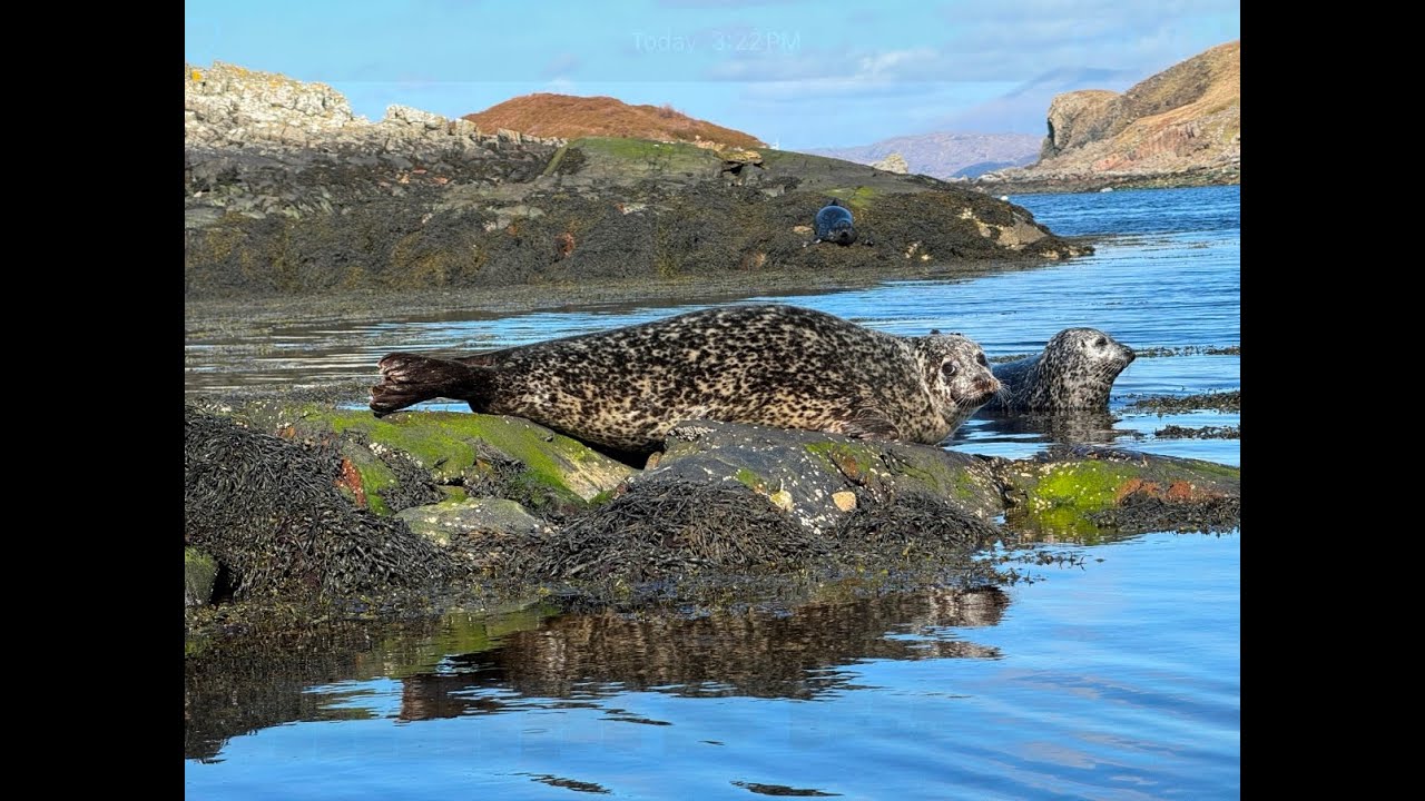 2024 Clachtoll, featuring kayaking with the seals
