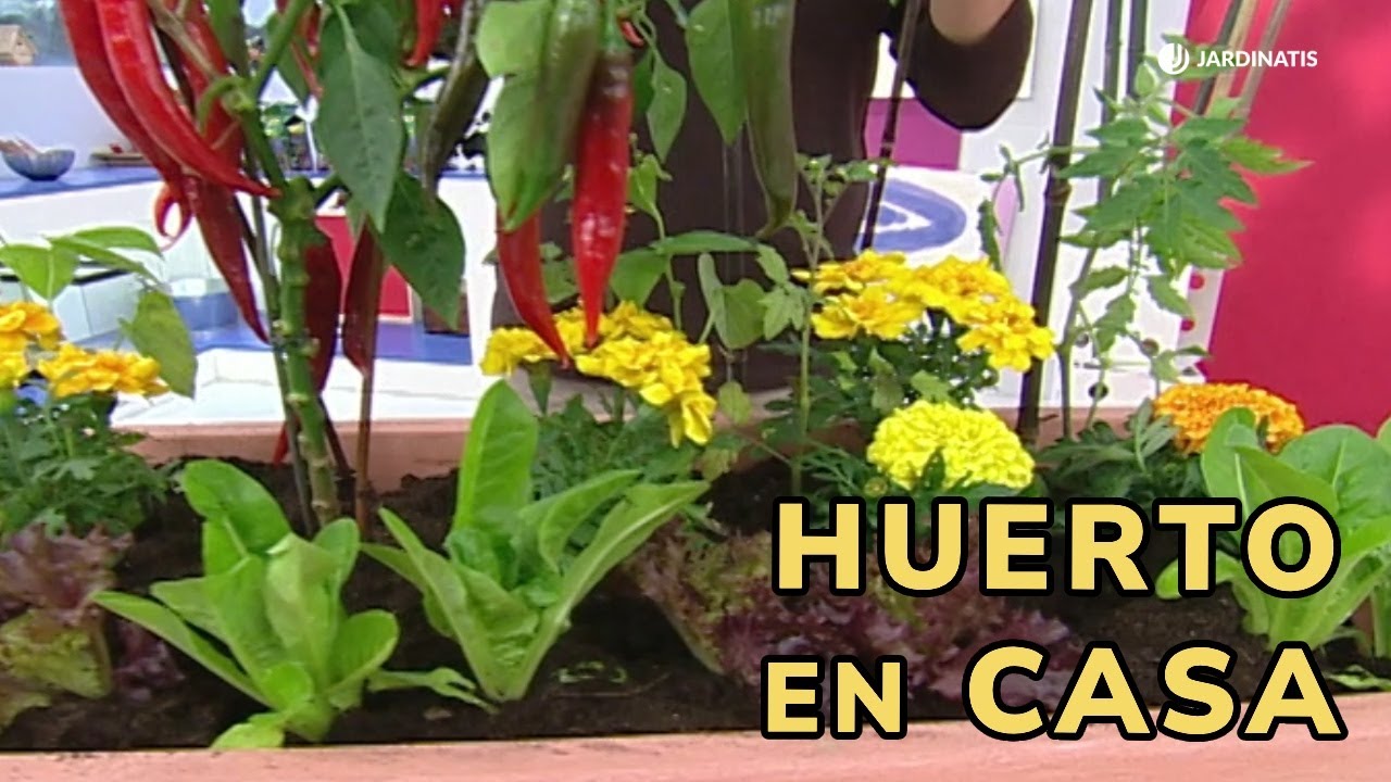 HUERTO URBANO en maceta: Tu propio huerto en casa // Jardinatis