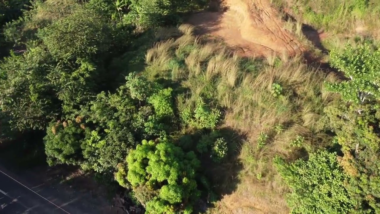 Jicote Abajo Parrita