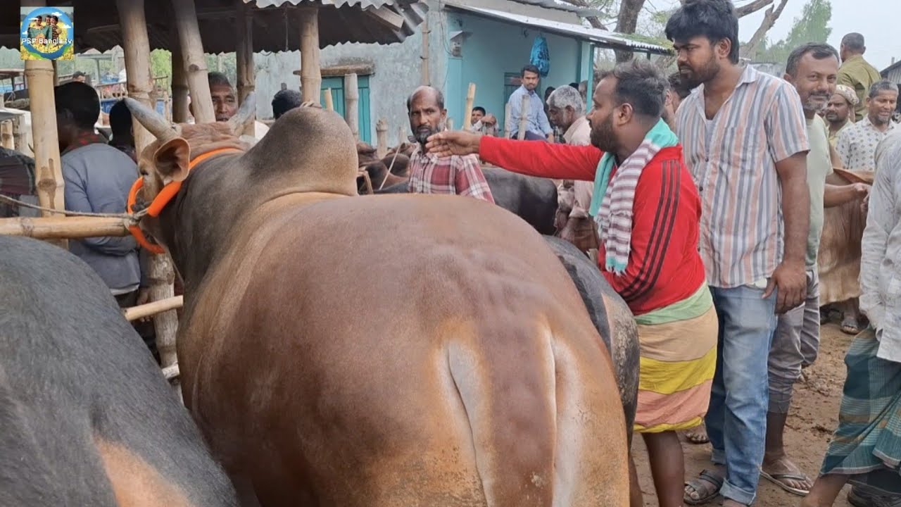@ 19/3/2026|| জি*ক্সার ষাঁড় গরু ২টি কুমিল্লার বেপারী কি দামে কিনলেন আমবাড়ী হাটে??
