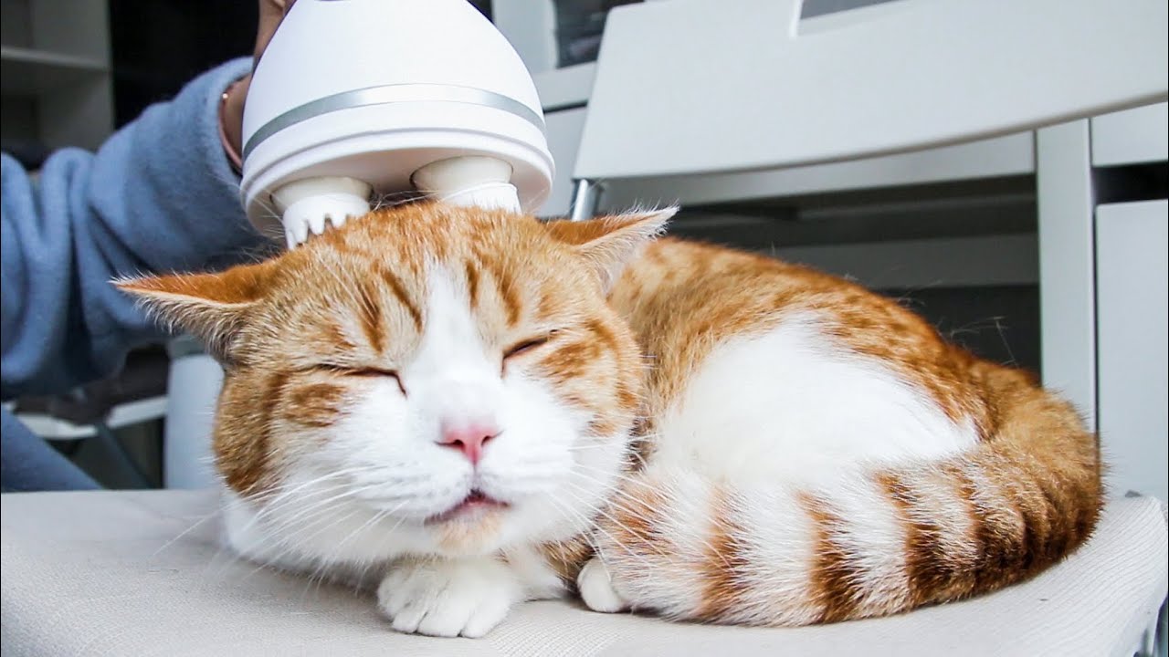 [Cat Live] Ни одна кошка не устоит перед массажем. Однажды испытав, он полюбит это навсегда!