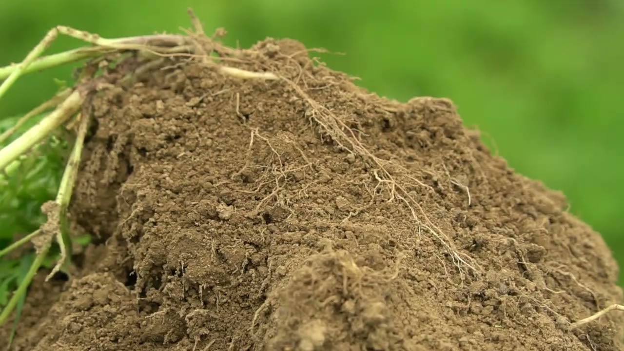 Begrünungsmanagement im Weinbau