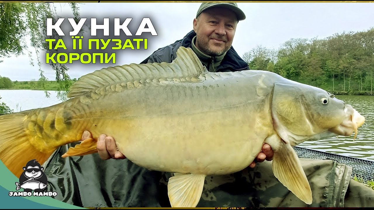 Кунка порадувала гарними пузатими коропами!