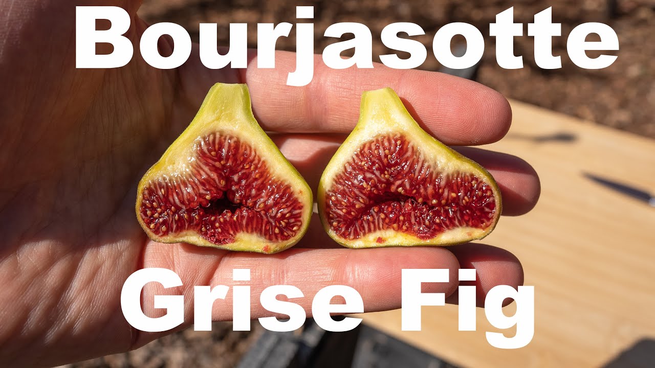 Bourjasotte Grise Fig Taste Test (4-6-22)
