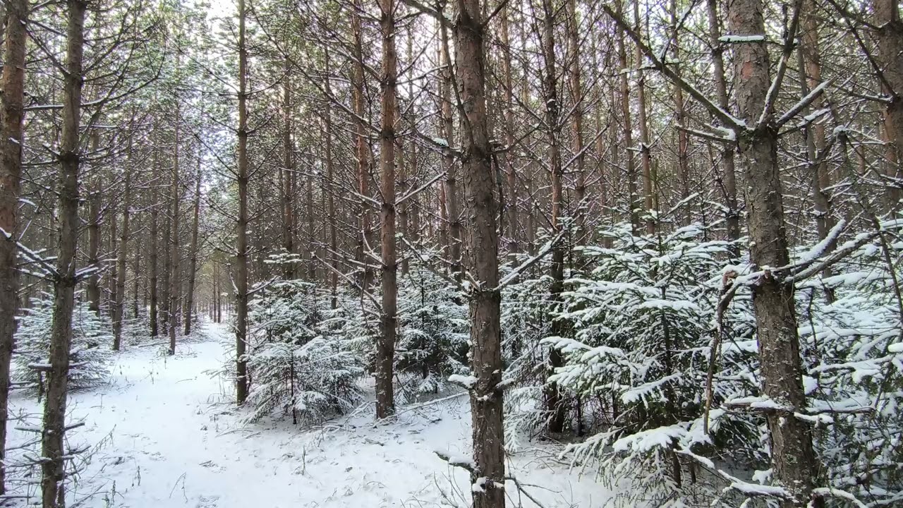 Snowy Forest. pt.1. December 2025