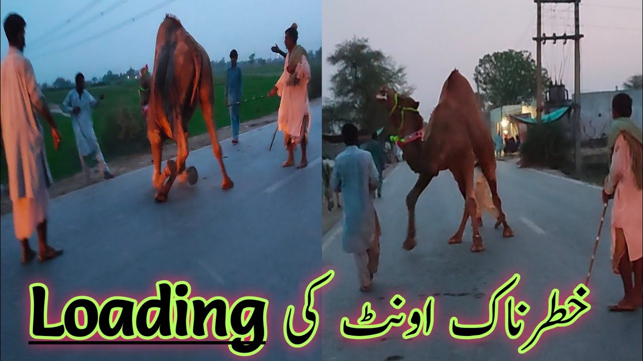 Loading dangerous Camel 🐪 in Multan Mandi latest update
