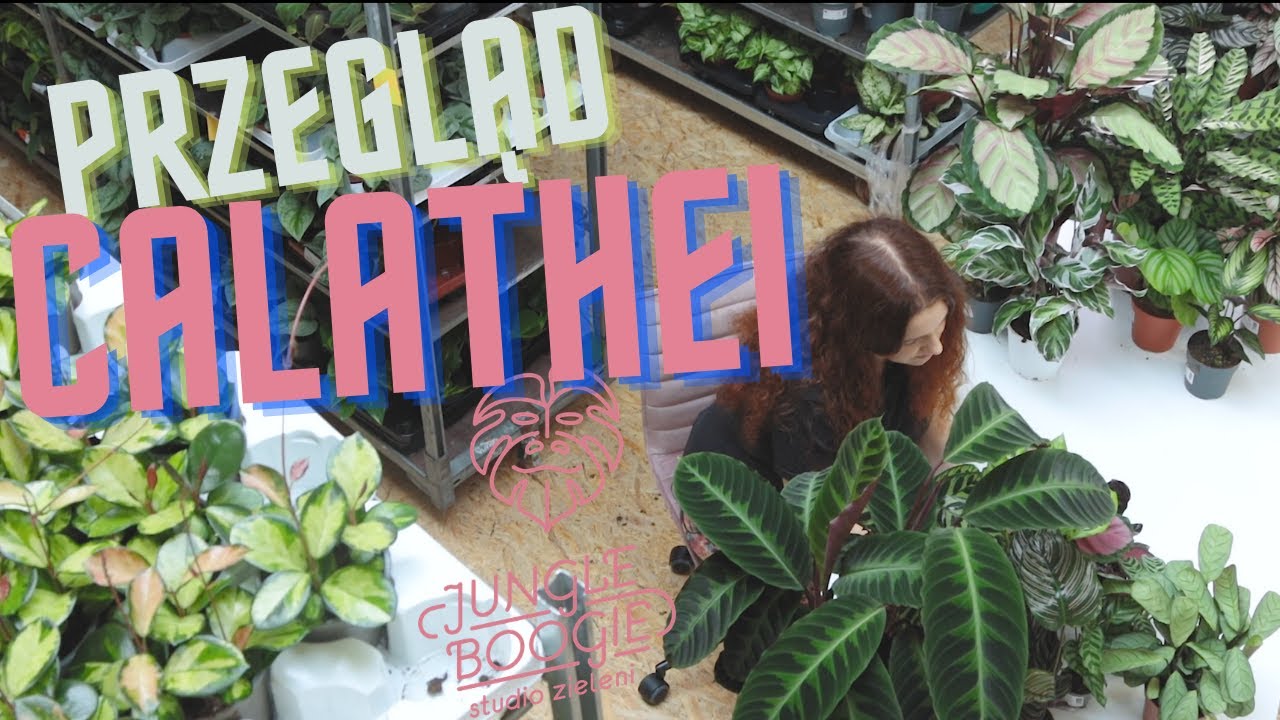 Calathea - wielki przegląd odmian, wybieramy najpiękniejszą calathee, sprawdź czy znasz je wszystkie