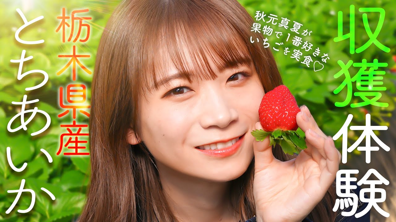 いちごの生産量が50年以上No.1の栃木県で新品種「とちあいか」を秋元真夏が収穫します！