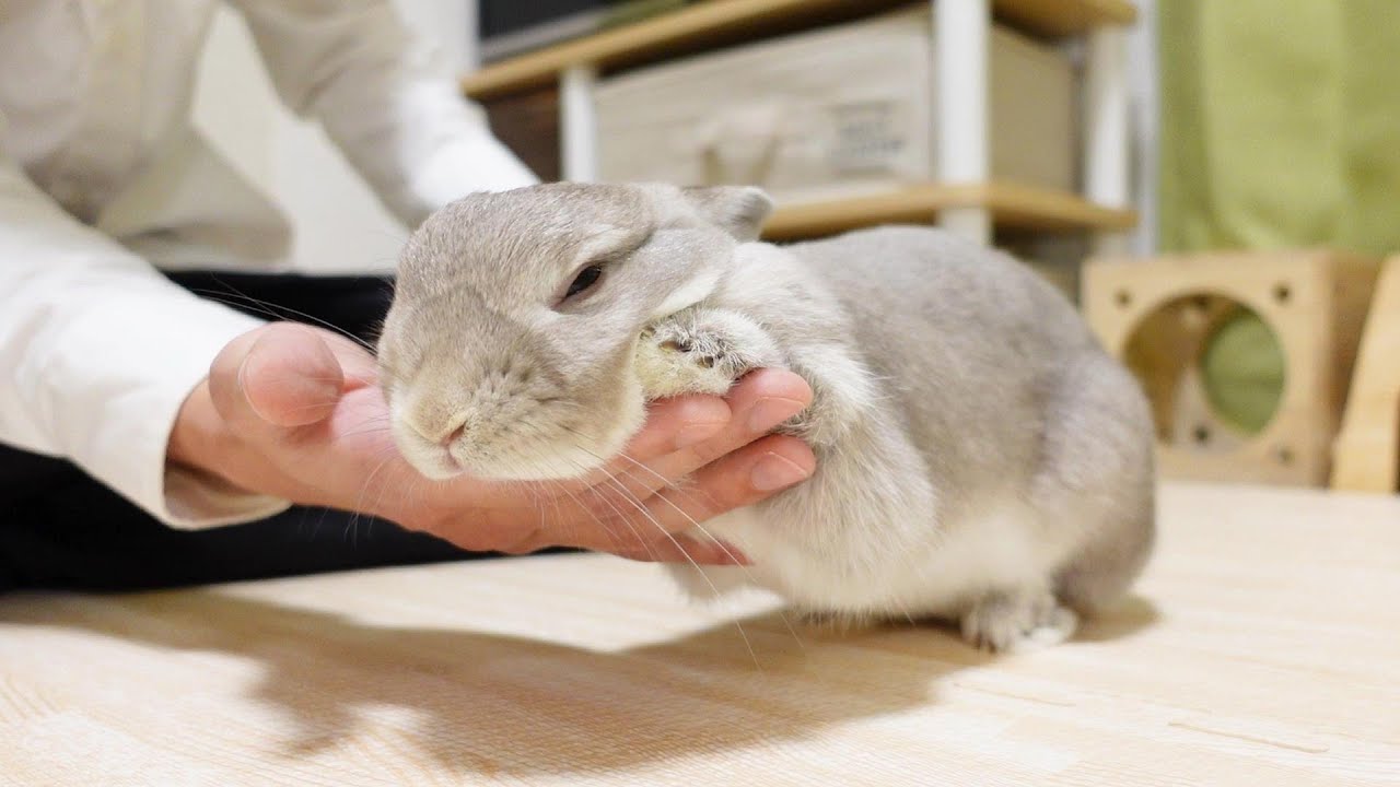 帰りが遅くて寂しかったので、今日は飼い主のお手手を離さないと決めたうさぎさん