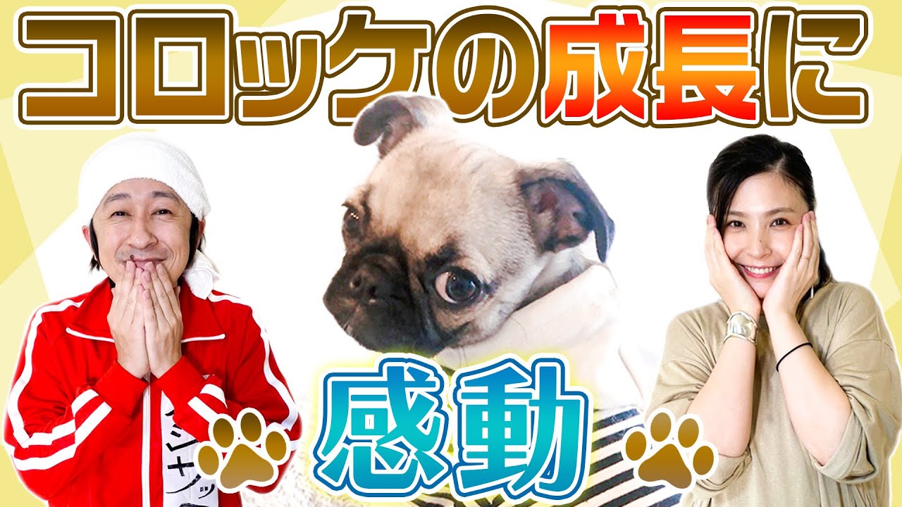 【癒し動画】コロッケがこんなに大きくなりました