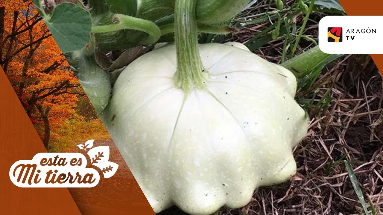 Cultivo de calabazas Peter Pan en Azuara