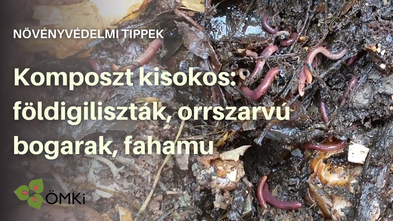 Komposzt kisokos: földigiliszták, orrszarvúbogarak, fahamu