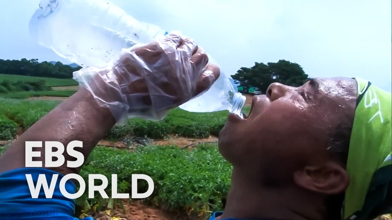 [ENG SUB] Harvesting Radish Under Scorching Sun 12 Hours Of Extreme Labor #PICKDOCU