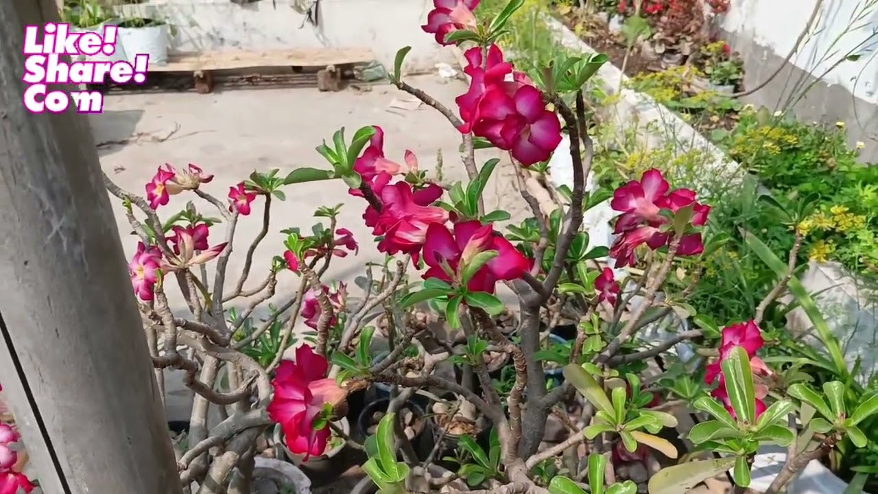 How to Get Dawn Flowers on Your Adeniums This Summer #एडेनियम #फ्लावर #गार्डनिंग #बगिया #terisg
