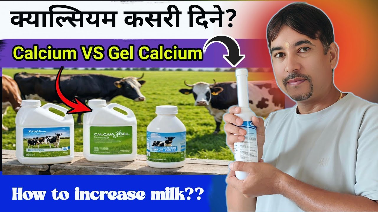 Supplements for Calcium in Milk-Giving Cows ।। गाईलाई कुन क्याल्सियम कसरी दिने।💪cow farm